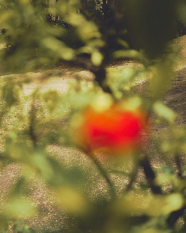 lukas zander photography